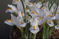 Iris 'Hollands Glory'